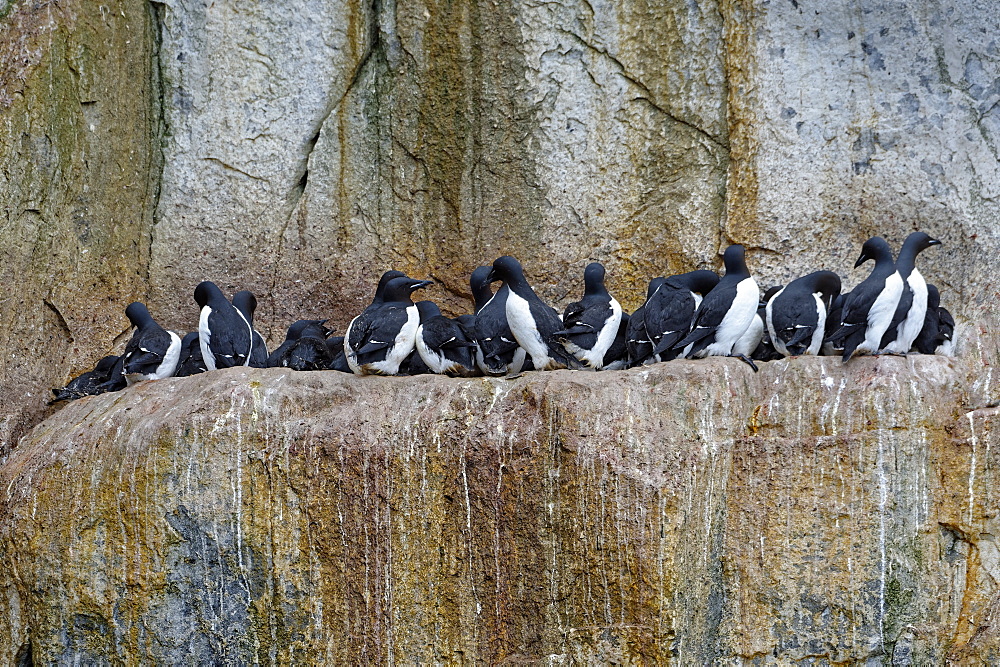 Thick-billed Murres (Uria lomvia) (Brunnich's guillemots) colony, Alkefjellet Hinlopen Strait, Svalbard archipelago, Arctic, Norway, Europe