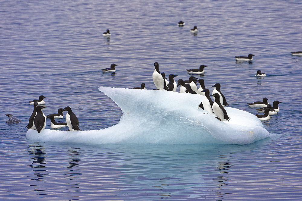 Thick-billed Murres (Uria lomvia) on an iceberg, Alkefjellet bird cliff, Hinlopen Strait, Svalbard archipelago, Arctic, Norway, Europe