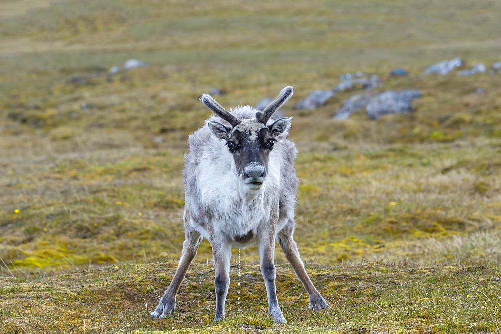 Svalbard Reindeer (Rangifer tarandus platyrhynchus) in the tundra, Spitsbergen Island, Svalbard archipelago, Arctic, Norway, Europe