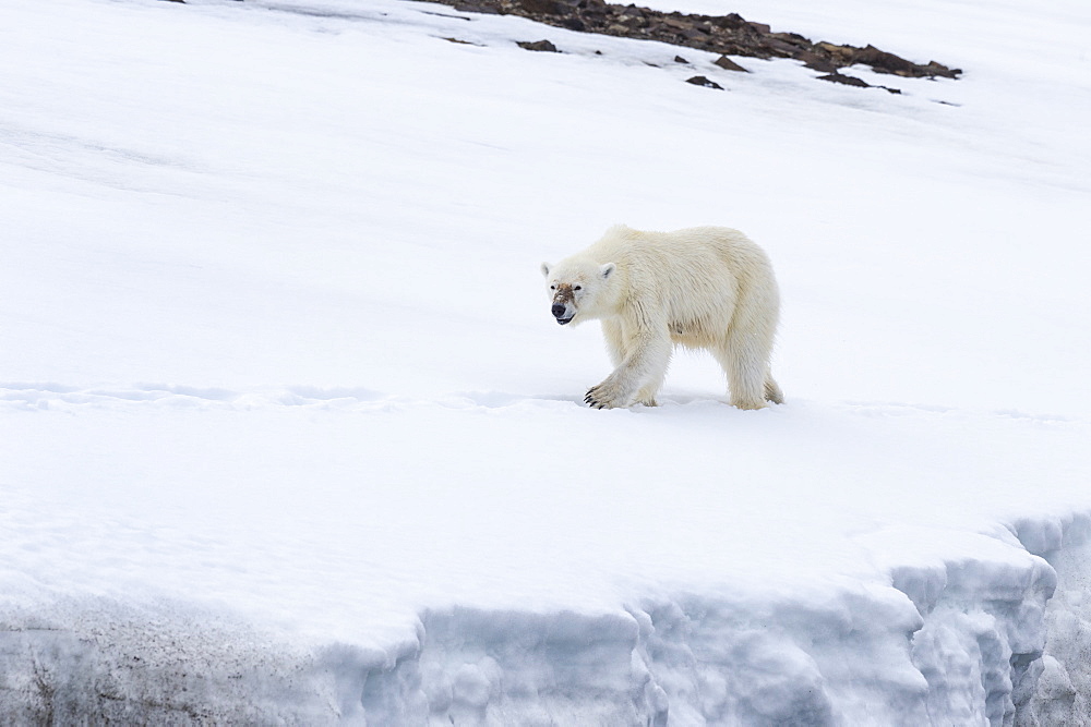 Polar bear walking on glacier in Bjornsundet, Spitsbergen, Norway, Europe