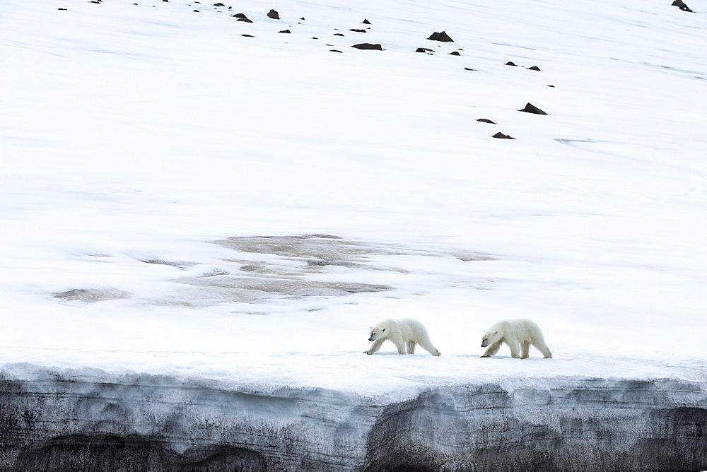 Two polar bears walking on glacier in Bjornsundet, Spitsbergen, Norway, Europe