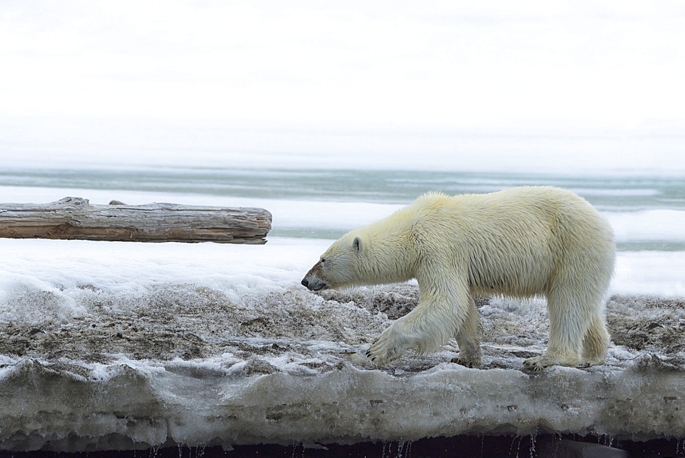 Polar bear walking on glacier in Bjornsundet, Spitsbergen, Norway, Europe