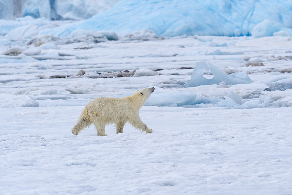 Polar bear on pack ice in Bjornsundet, Spitsbergen, Norway, Europe