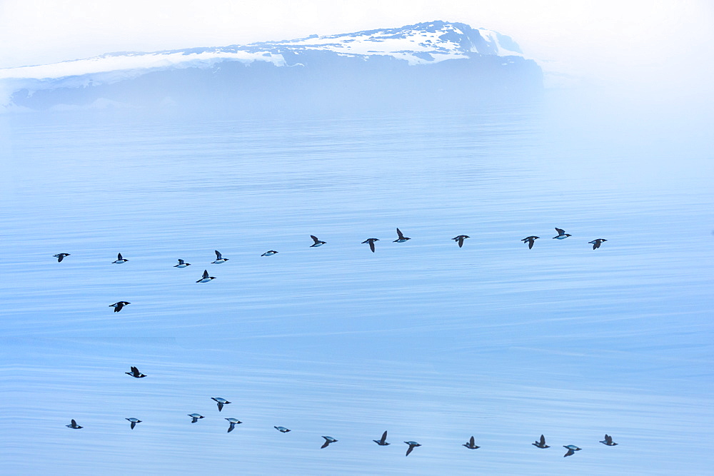 Flock of thick-billed murre flying over Hinlopen Strait, Norway, Europe