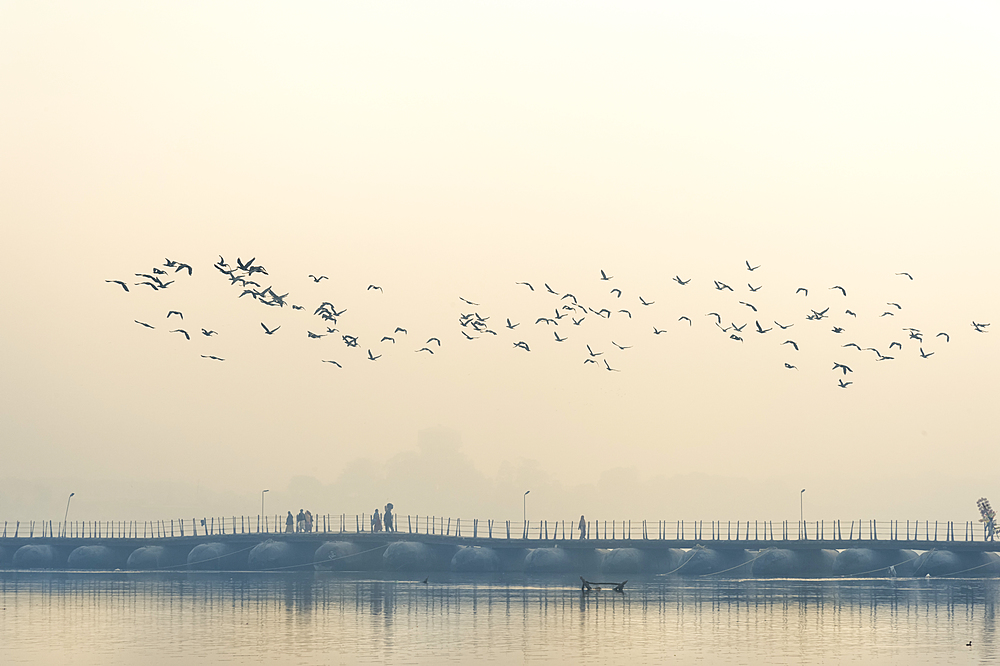 Flock of Cormorants over the Ganges river at sunrise, Allahabad Kumbh Mela, Allahabad, Uttar Pradesh, India, Asia