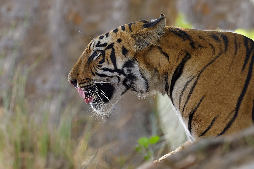 Male Bengal tiger (Panthera tigris tigris), Portrait, Tadoba Andhari Tiger Reserve, Maharashtra state, India, Asia