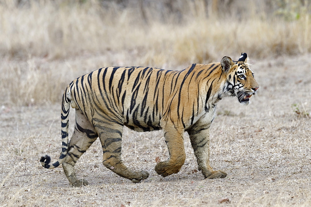 Young Bengal tiger (Panthera tigris tigris) walking, Tadoba Andhari Tiger Reserve, Maharashtra state, India, Asia