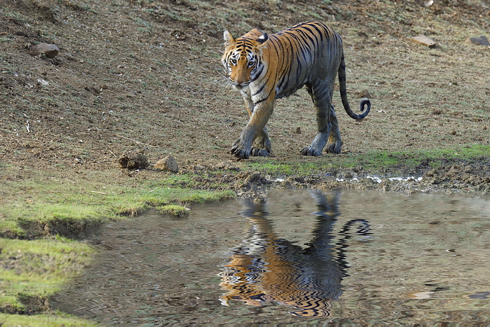 Young Bengal tiger (Panthera tigris tigris) at a water pond, Tadoba Andhari Tiger Reserve, Maharashtra state, India, Asia