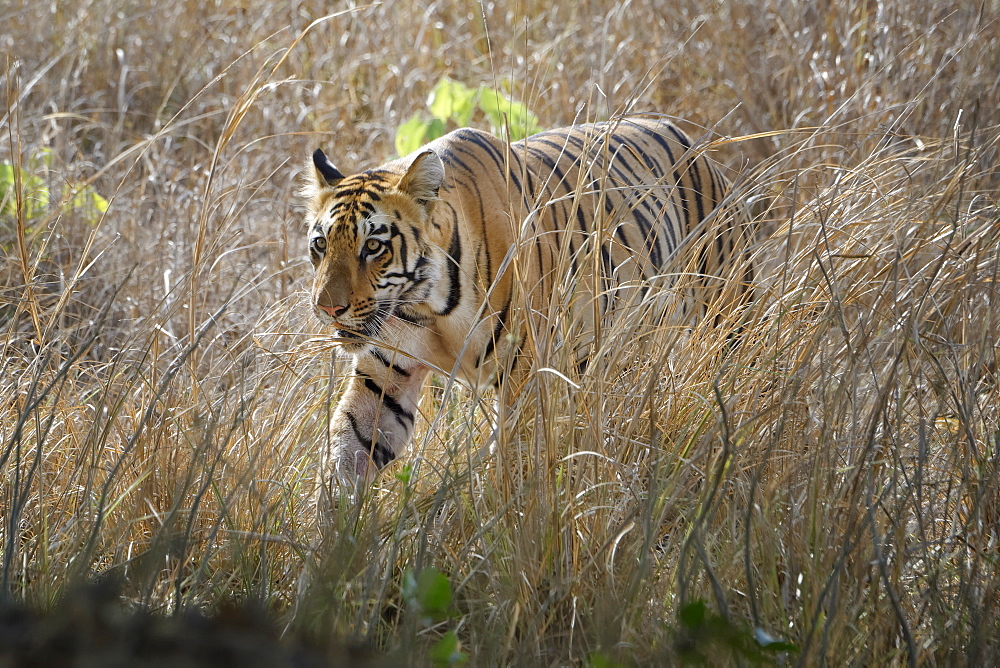 Male Bengal tiger (Panthera tigris tigris) walking in the bush, Tadoba Andhari Tiger Reserve, Maharashtra state, India, Asia