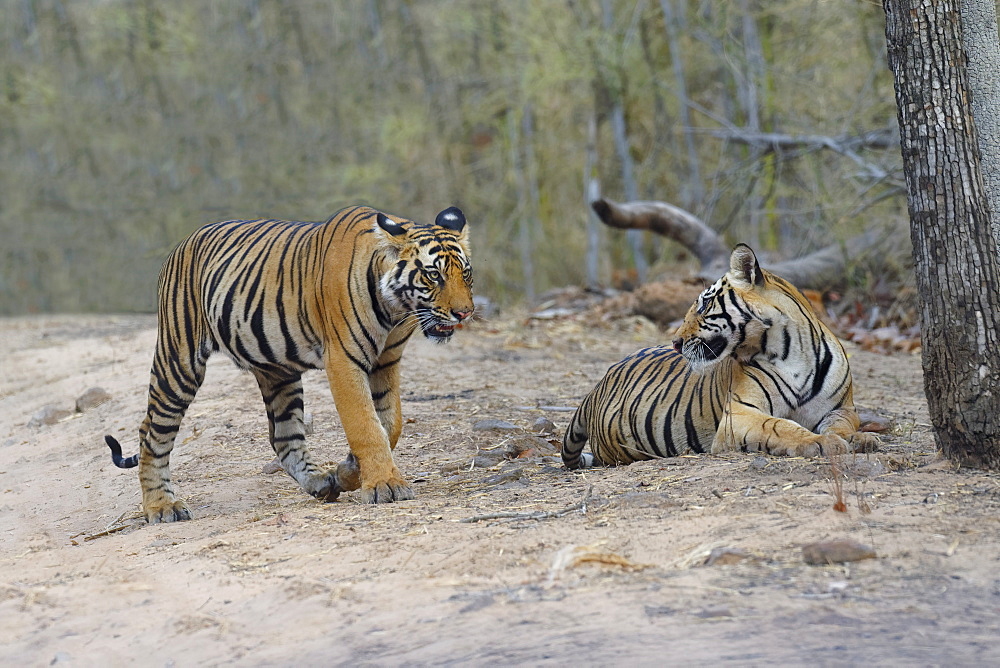 Two young Bengal tigers (Panthera tigris tigris) on a forest path, Bandhavgarh National Park, Madhya Pradesh, India, Asia