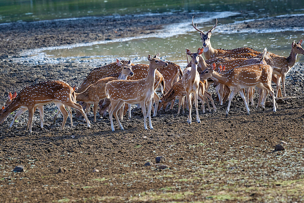 Group of Chital deer (Spotted deer) (Axis axis) drinking in a pond, Tadoba Andhari Tiger Reserve, Maharashtra state, India, Asia