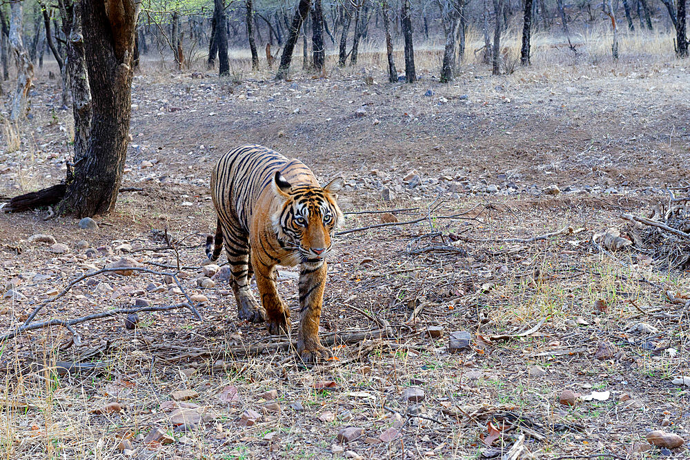 Female Bengal tiger (Panthera tigris tigris), Ranthambhore National Park, Rajasthan, India, Asia