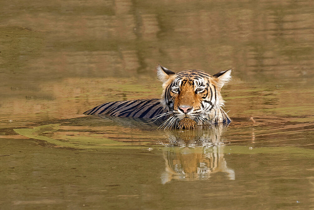 Female Bengal tiger (Panthera tigris tigris) refreshing in the water, Ranthambhore National Park, Rajasthan, India, Asia