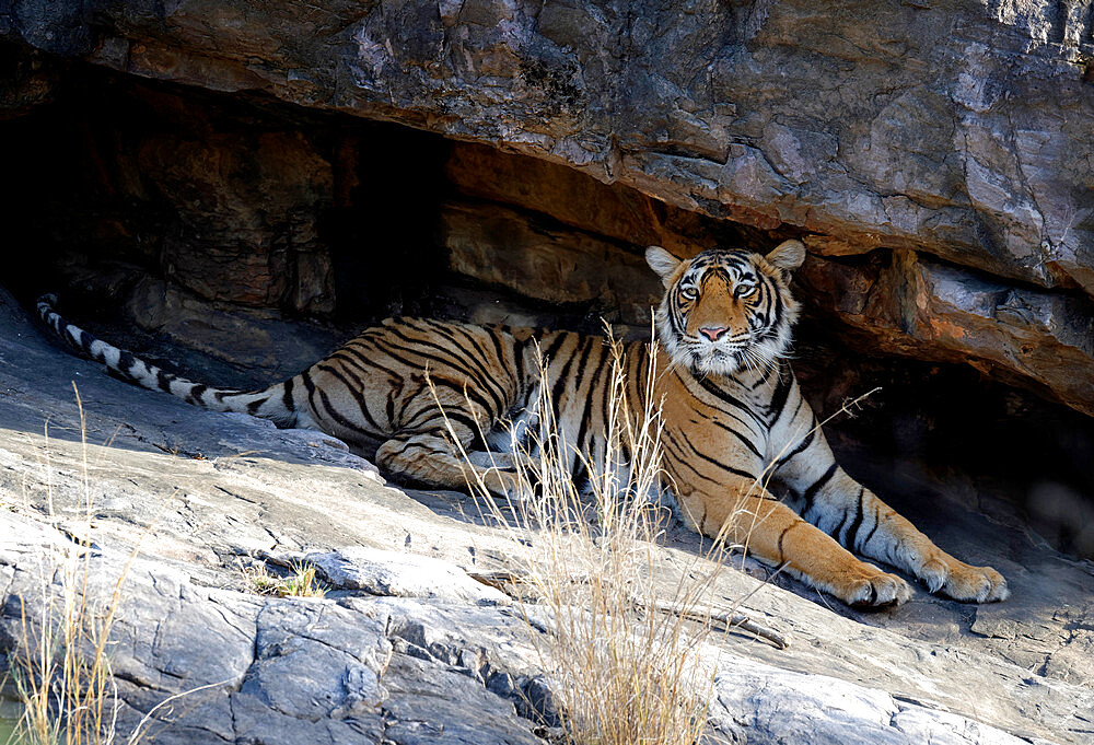 Female Bengal tiger (Panthera tigris tigris) resting under rocks, Ranthambhore National Park, Rajasthan, India, Asia