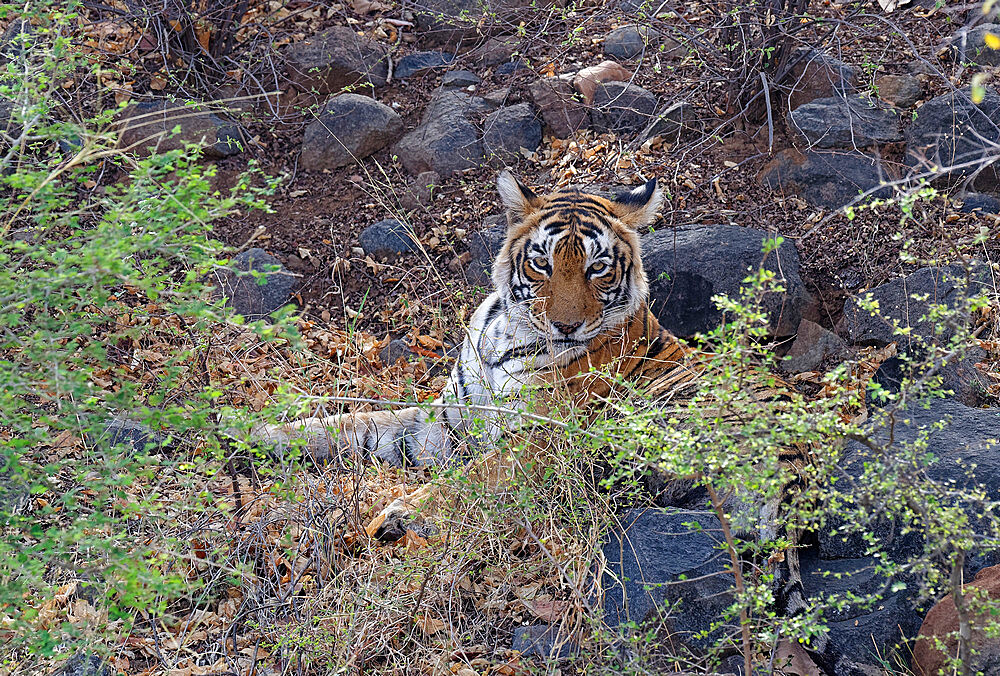 Female Bengal tiger (Panthera tigris tigris) resting on ground, Ranthambhore National Park, Rajasthan, India, Asia