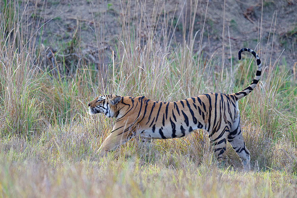 Young male Bengal tiger (Panthera tigris tigris) stretching, Ranthambhore National Park, Rajasthan, India, Asia