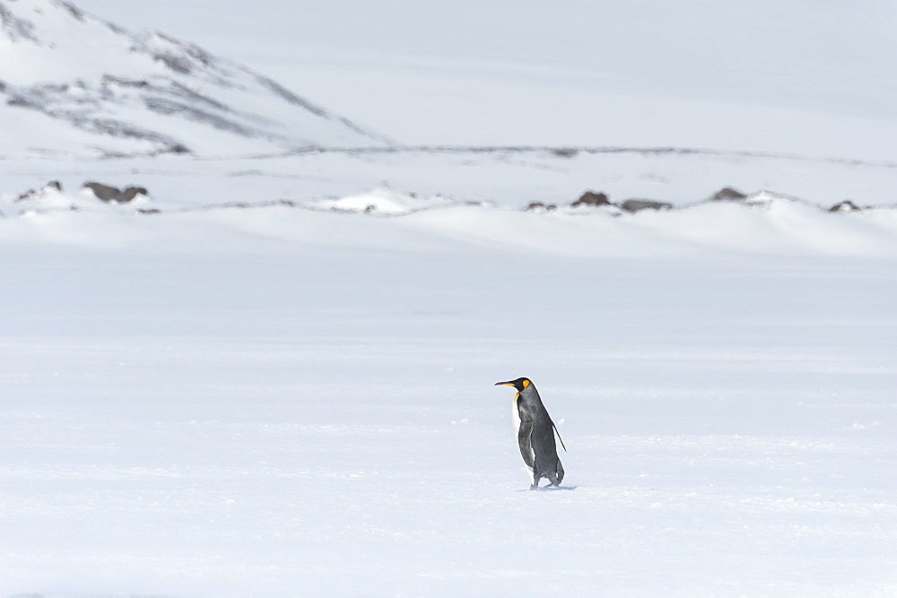 Lonely King Penguin (Aptenodytes patagonicus) walking on snow covered Salisbury Plain, South Georgia Island, Antarctic, Polar Regions