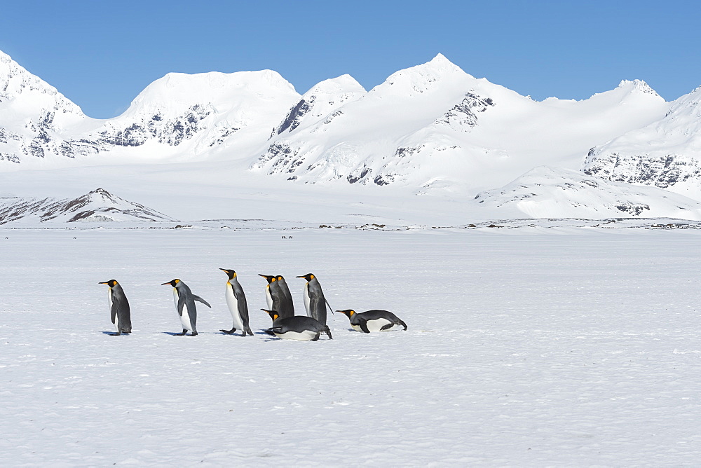 Group of King Penguins (Aptenodytes patagonicus) walking on snow covered Salisbury Plain, South Georgia Island, Antarctic, Polar Regions