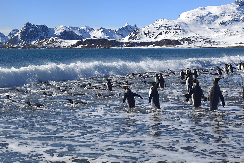 Group of King Penguins (Aptenodytes patagonicus) entering the ocean, Salisbury Plain, South Georgia Island, Antarctic, Polar Regions