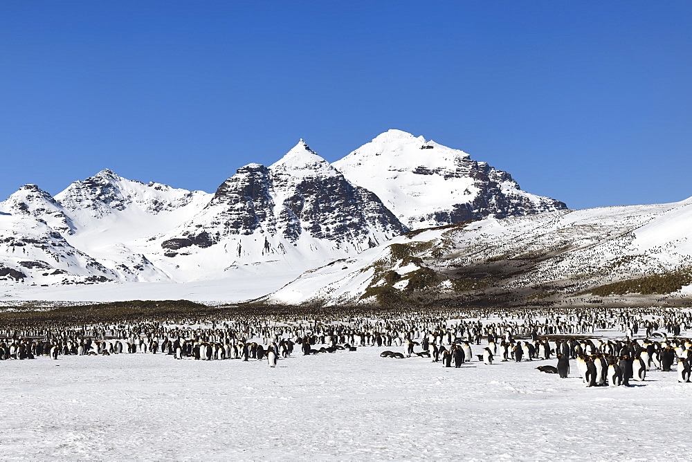 King Penguin Colony (Aptenodytes patagonicus) and snow covered mountains behind, Salisbury Plain, South Georgia Island, Antarctic, Polar Regions