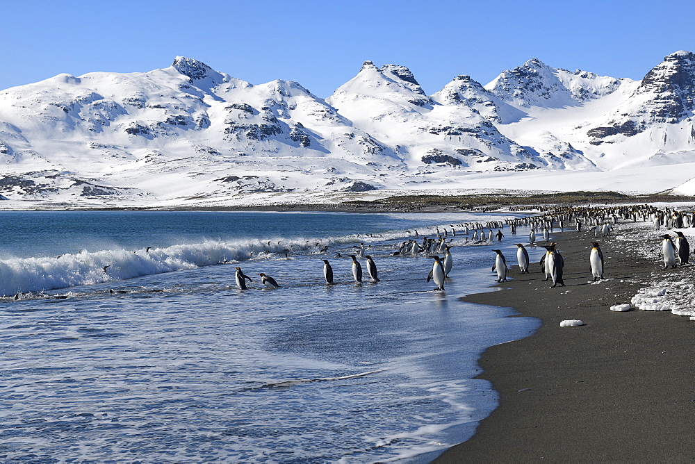 King Penguins (Aptenodytes patagonicus) coming in and out the ocean, Salisbury Plain, South Georgia Island, Antarctic, Polar Regions