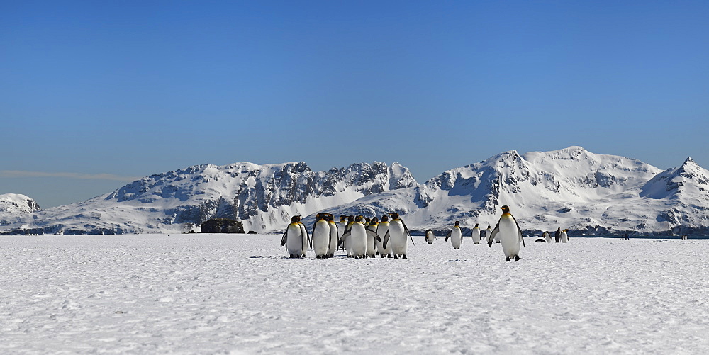 King Penguins (Aptenodytes patagonicus) walking on snow covered Salisbury Plain, South Georgia Island, Antarctic, Polar Regions