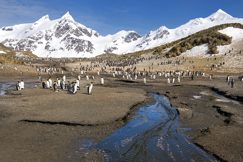 King Penguins (Aptenodytes patagonicus), Right Whale Bay, South Georgia Island, Antarctic, Polar Regions