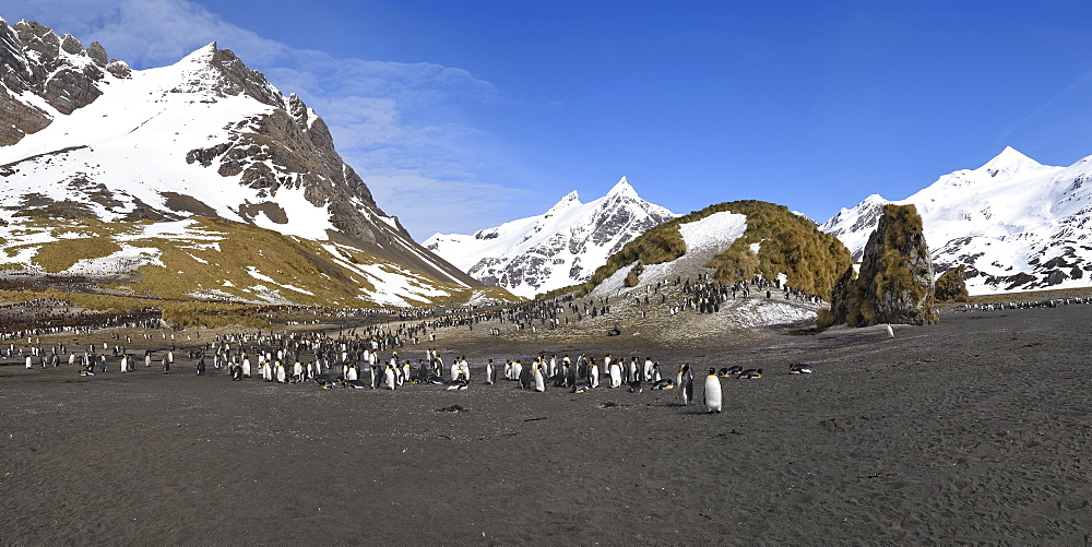 King Penguin (Aptenodytes patagonicus) colony in front of snow covered mountains, Right Whale Bay, South Georgia Island, Antarctic, Polar Regions