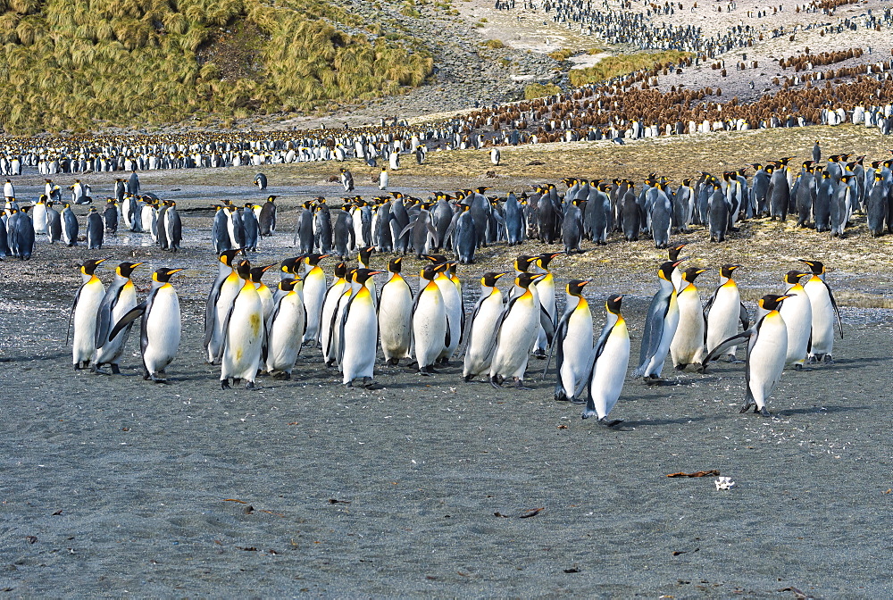 King Penguin colony (Aptenodytes patagonicus), Right Whale Bay, South Georgia Island, Antarctic, Polar Regions