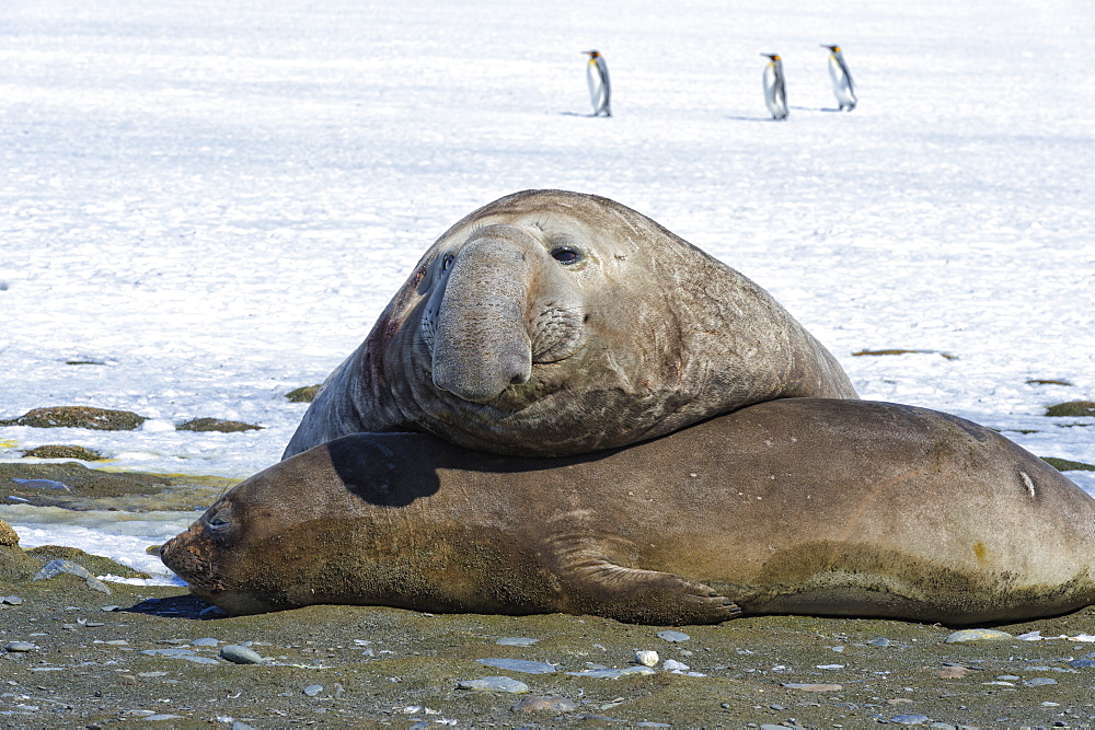 Male Southern Elephant seal (Mirounga leonina) with female on snow, King penguins behind, Salisbury Plain, South Georgia Island, Antarctic, Polar Regions