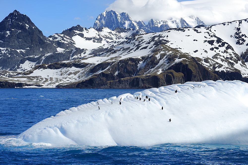 Gentoo penguins (Pygoscelis papua) on a floating iceberg, Drygalski Fjord, South Georgia and the Sandwich Islands, Antarctica, Polar Regions