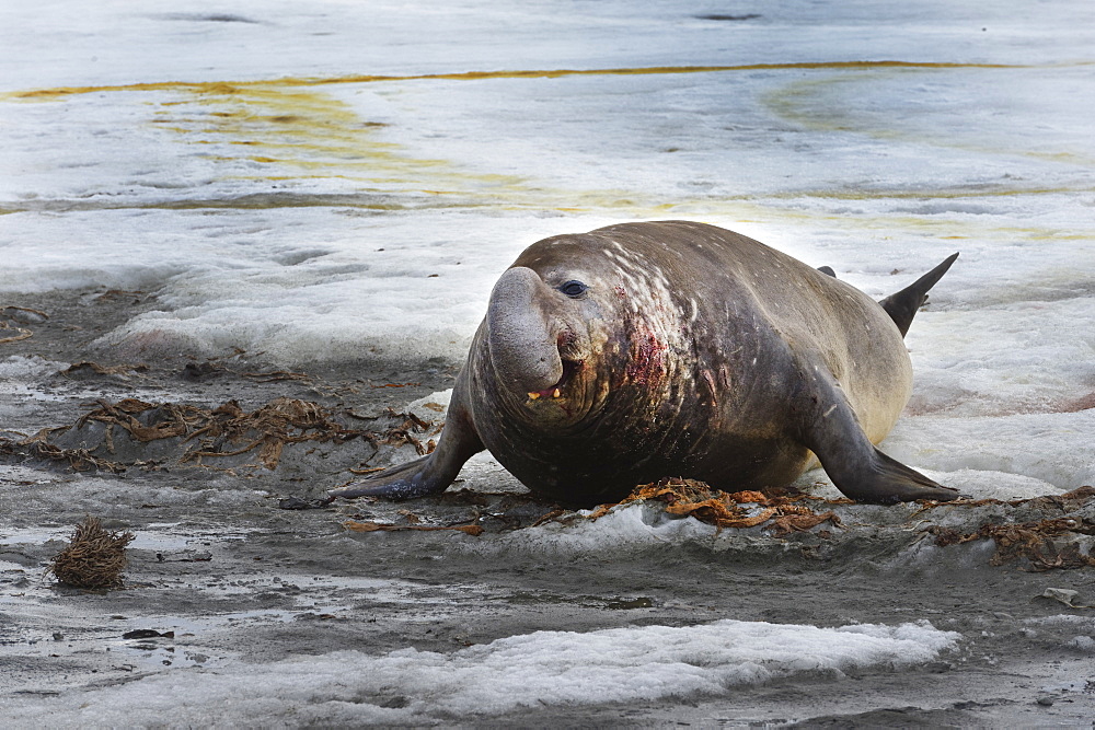 Male Southern Elephant Seal (Mirounga leonina), Fortuna Bay, South Georgia, South Georgia and the Sandwich Islands, Antarctica, Polar Regions