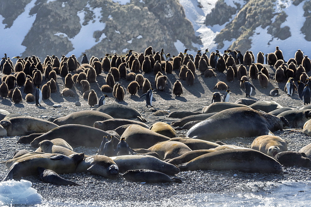 Gold Harbour packed with Southern Elephant Seals (Mirounga leonina) and King penguins (Aptenodytes patagonicus), South Georgia, Polar Regions