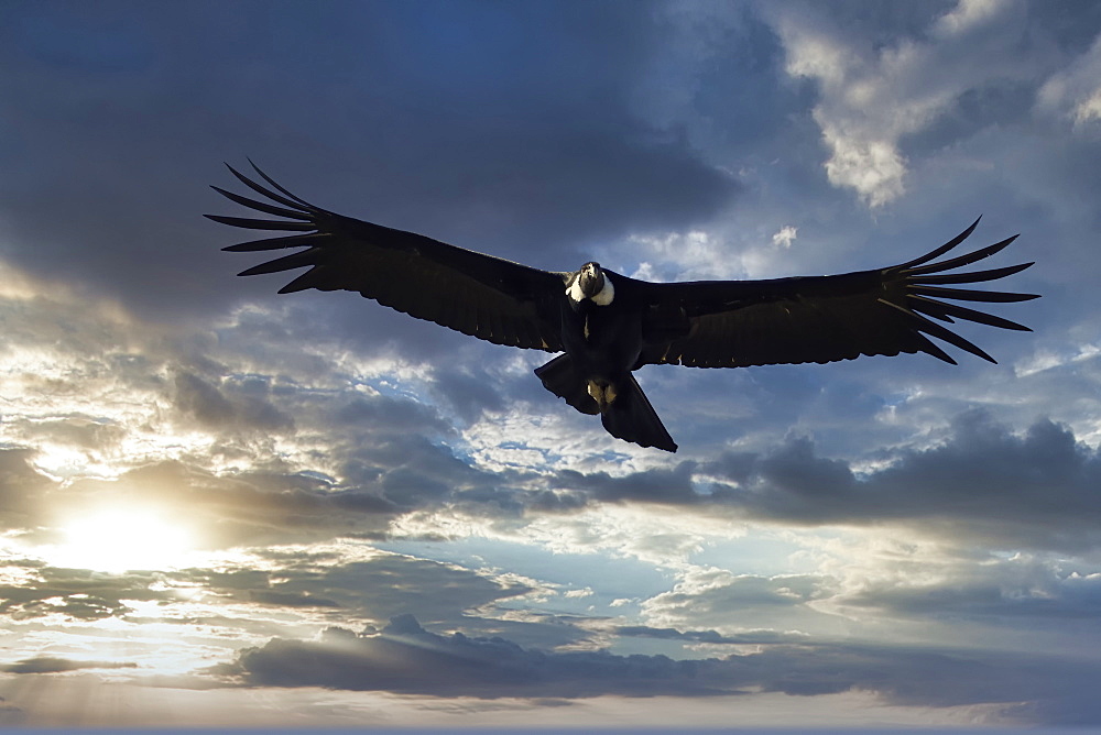 Andean Condor (Vultur gryphus) in flight, Coyhaique Alto, Aysen Region, Patagonia, Chile, South America