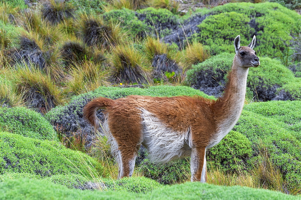 Guanaco (Lama guanicoe), Patagonia National Park, Chacabuco Valley, Aysen Region, Patagonia, Chile, South America