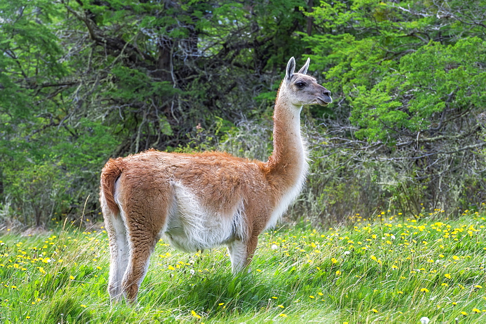 Guanaco (Lama guanicoe), Patagonia National Park, Chacabuco Valley, Aysen Region, Patagonia, Chile, South America