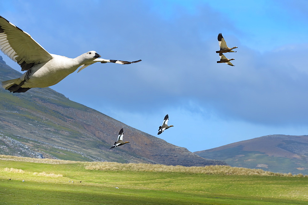 Flying Upland Geese (Chloephaga picta), Grave Cove, West Falkland Island, Falkland Islands, British Overseas Territory, South America