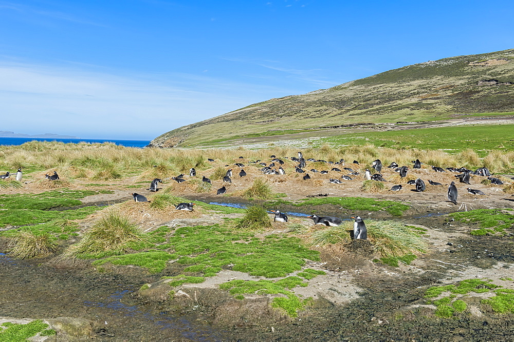 Nesting Gentoo penguins (Pygoscelis papua), Grave Cove, West Falkland Island, Falkland Islands, British Overseas Territory, South America