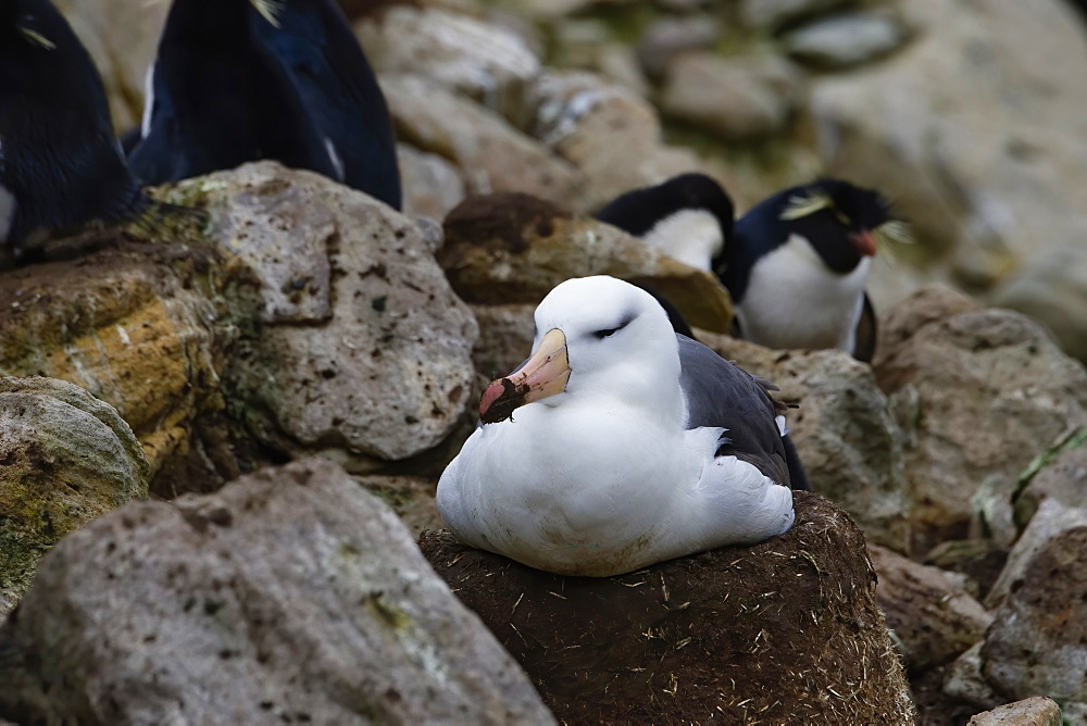 Nesting Black-browed Albatross (Thalassarche melanophris), New Island, Falkland Islands, British Overseas Territory, South America