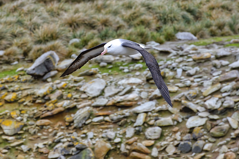 Black-browed Albatross (Thalassarche melanophris) in flight, New Island, Falkland Islands, British Overseas Territory, South America