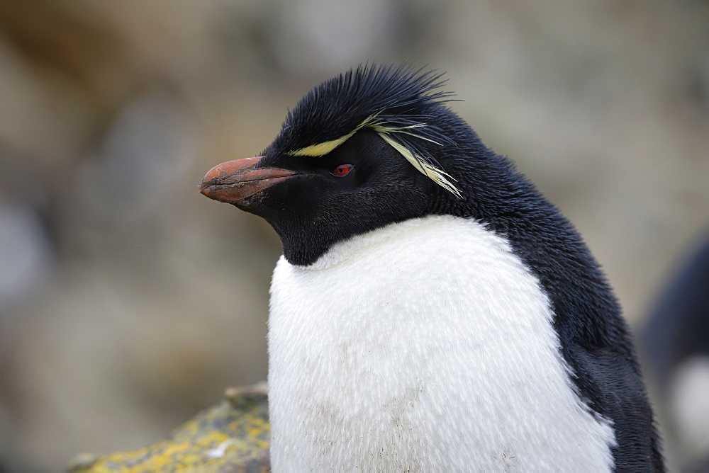 Southern Rockhopper penguin (Eudyptes chrysocome), New Island, Falkland Islands, British Overseas Territory, South America