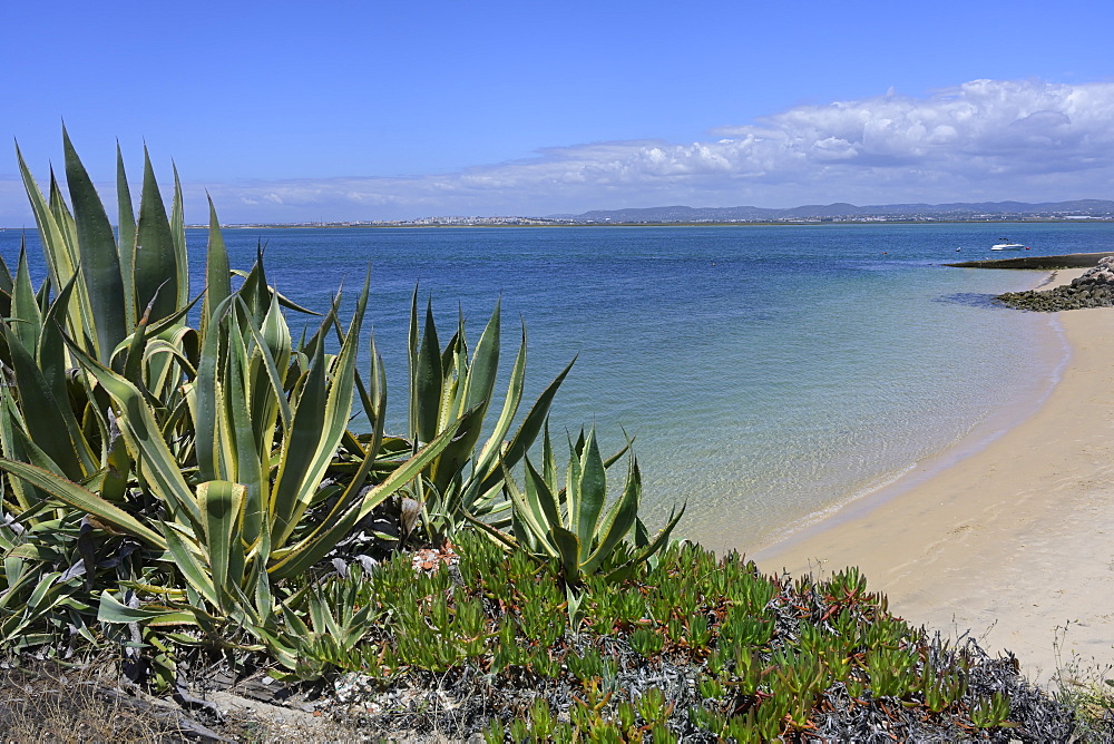 Farol village beach, Culatra Island, Olhao, Algarve, Portugal, Europe