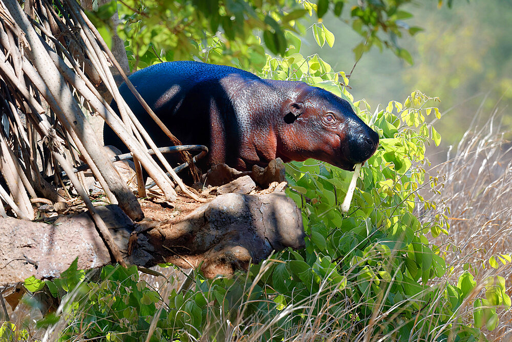 Pygmy hippopotamus (Choeropsis liberiensis), Ivory Coast, West Africa, Africa