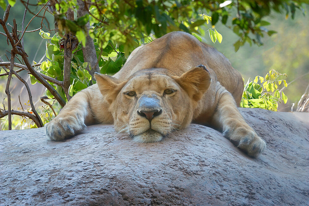 Female Angolan Lion (Panthera leo melanochaita), Angola, Africa