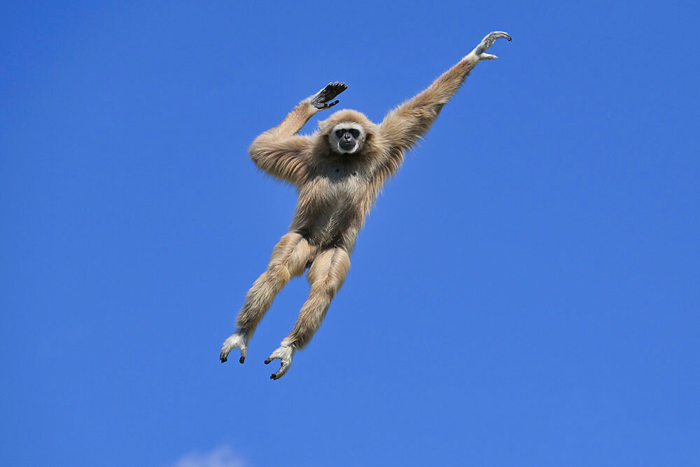 Jumping lar gibbon (white-handed gibbon) (Hylobates lar), Malaysia, Southeast Asia, Asia