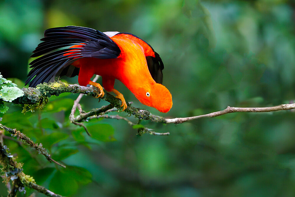 Male Andean cock-of-the-rock (Rupicola peruviana), Manu National Park cloud forest, Peruvian national bird, Peru, South America