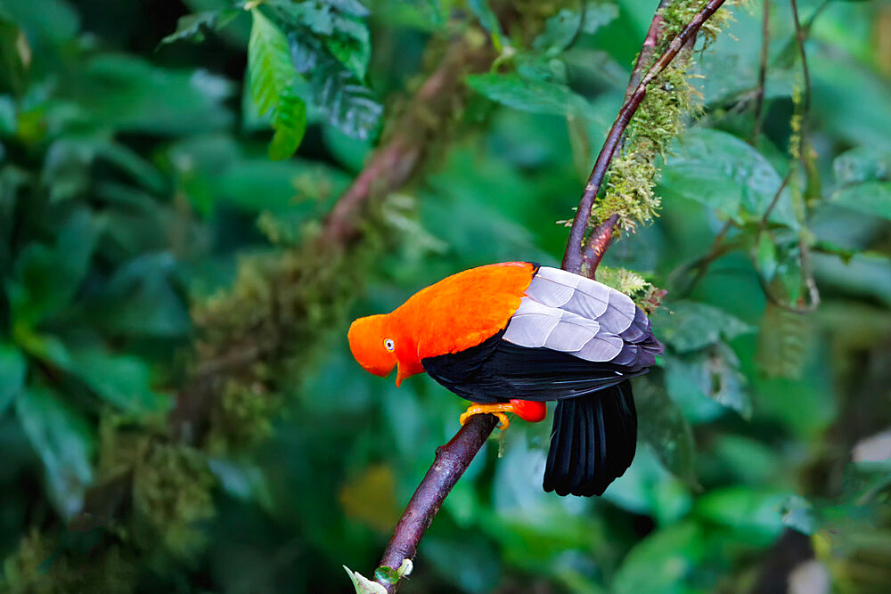 Male Andean cock-of-the-rock (Rupicola peruviana), Manu National Park cloud forest, Peruvian national bird, Peru, South America