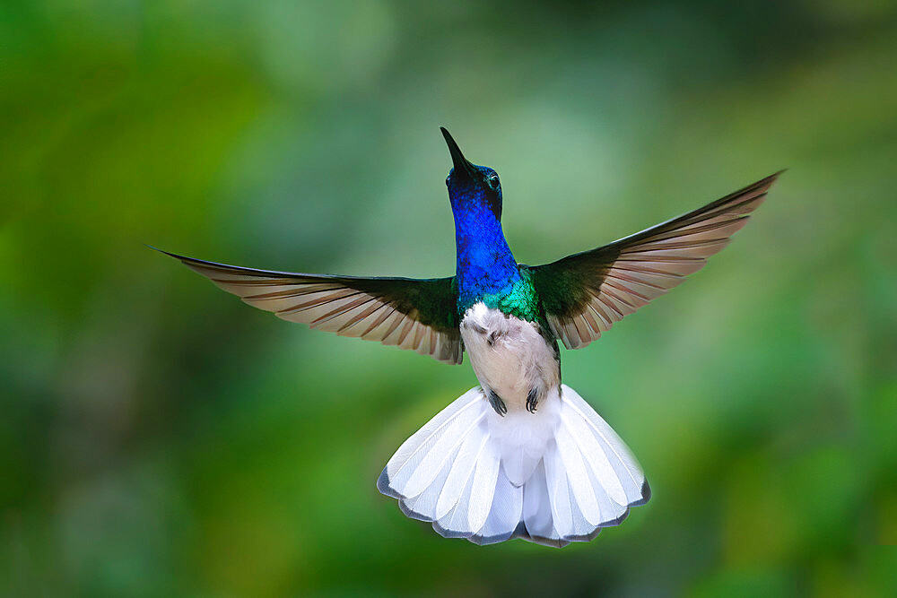 Flying White necked Jacobin (Florisuga Mellivora), Manu National Park cloud forest, Peru