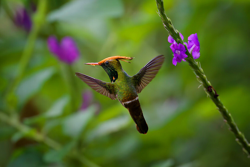 Flying Rufous-crested Coquette (Lophornis delattrei), Manu National Park cloud forest, Peru