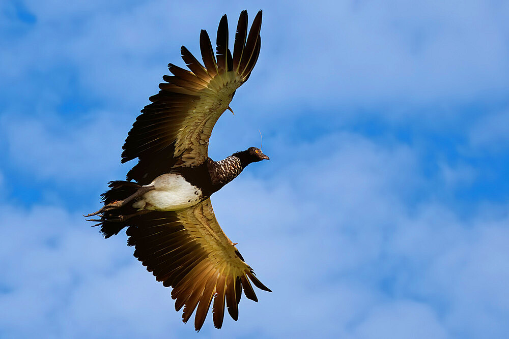 Flying Horned Screamer (Anhima cornuta), Manu National Park cloud forest, Peru